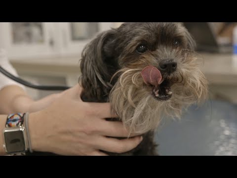 Video: Votați-vă pentru Makeover-ul dvs. în câinele murdar al lui Wahl înainte și după concurs