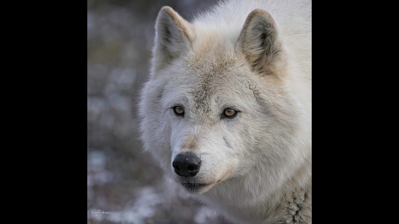 Gray Wolf Canada 2024 - YouTube