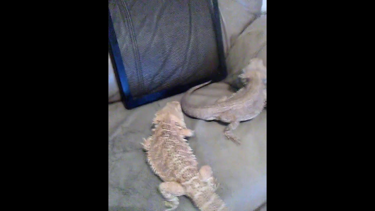 Bearded dragons can change their colors YouTube