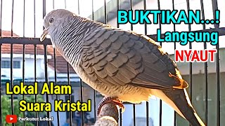Perkutut Lokal Gacor Suara Kristal Pancingan Burung Perkutut Malas Bunyi Paling Ampuh Langsung Nyaut