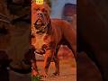 PITBULL WILL BE ALWAYS KING #pitbull #blackwolf #canecorso #doberman #bigdog #dogs #pets #shorts