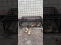 Cute Chick Escape Challenge 🐥#Shorts #BabyChicks #VillageLife #AnimalRescue #CuteAnimals #FarmLife