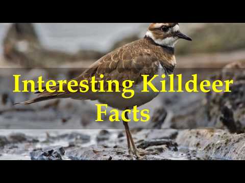 Video: Killdeer-lintu, Hänen Pesänsä Ja Musiikkifestivaali
