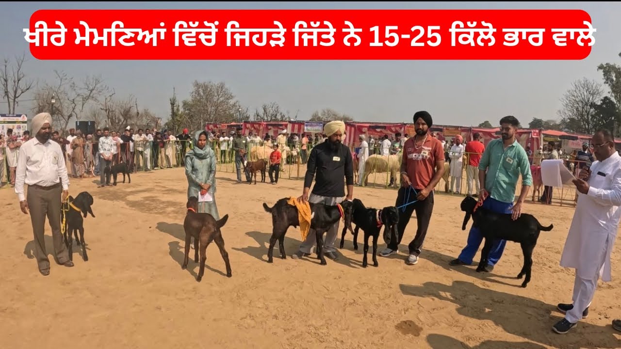 ਖੀਰੇ ਮੇਮਣਿਆਂ ਵਿੱਚੋਂ ਜਿਹੜੇ ਜਿੱਤੇ ਨੇ 15-25 ਕਿੱਲੋ ਭਾਰ ਵਾਲੇ