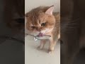 Cat Drinking Milk In A Spoon 