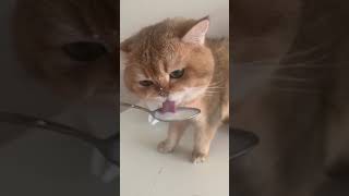 Cat Drinking Milk In A Spoon 