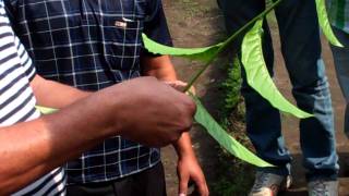 Famous Proper Tea Cutting Technique Wealth