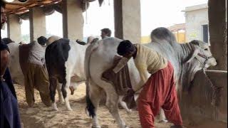 Alhamdulillah Milestone Completed 😇