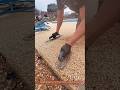 Amazing Exposed Aggregate Concrete Pool Deck Finishing Process | Satisfying Construction Work