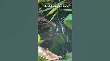 Mốc lỗ câu cá rô đồng #caucaro #câucárôđồng #thápmườiquêtôi #câucárô #fishing