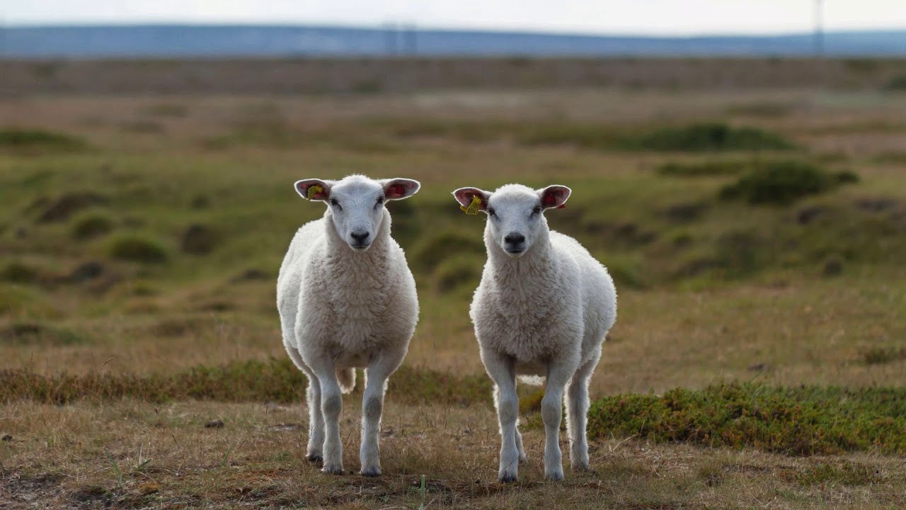 Electro Sun - Double Trouble [2007] HQ