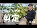 【保存版】生産者が教える！アルテシマの剪定