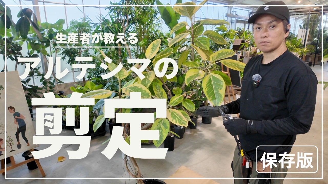Must-Keep] Producers teach you how to prune Altesima - YouTube