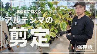 【保存版】生産者が教える!アルテシマの剪定