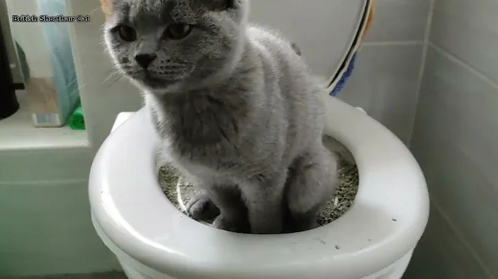 Video 5402941: british shorthair cat, british hair cat, dog british, cat toilet, talking