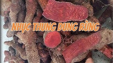 Nhục thung dung rừng Việt và sa mạc Mông Cổ giá rẻ, ba kích rừng thơm như sâm, đan sâm, sâm dây rừng