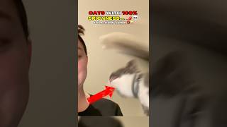 Ranking Cats That Chose Violence