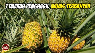 7 Regions with the Most Pineapples in Indonesia❗