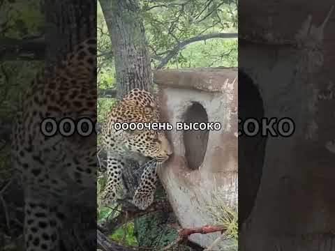 Леопард в деле! #природа #звери #животные #африка #дикаяприрода #леопарды #леопард #орлы #сова