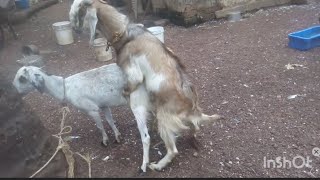 Goat Mating #mating #matingseason #matingseason