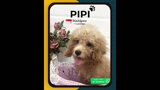 Brighten your home with joy   wagging tails