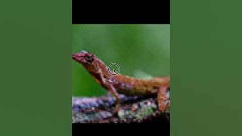 IOS swift代写 flickr API