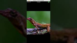 IOS swift代写 flickr API