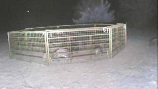 Wild Hog Trapping  - tripping the trap 2-21-09