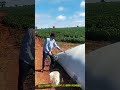 大型サイロバッグ内部の穀物状態確認と採取方法 #works #farm #grain test #silo bag #quality