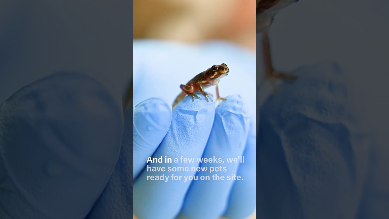 Welcome to The Tadpole Room!!  #frog #tadpole