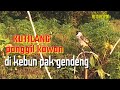 ⏩ Suara Pikat Kutilang Ampuh 100%bikin kutilang liar emosi Durasi panjang || cocok masteran