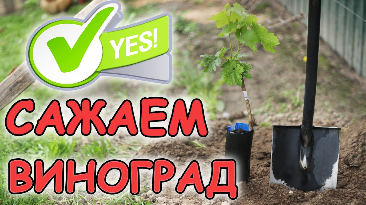 ПРОВЕРЕННЫЙ СПОСОБ ПОСАДКИ ВИНОГРАДА. БЕЛАРУСЬ 2022