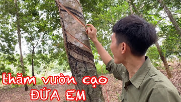 THĂM LÔ NGƯỜI EM | kênh cạo mủ cao su hay nhất