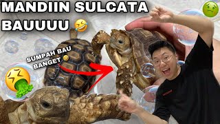 MY SULCATA TORTOI REALLY STINKS! LET'S BATH IT! | HOW TO BATH A TORTOISE