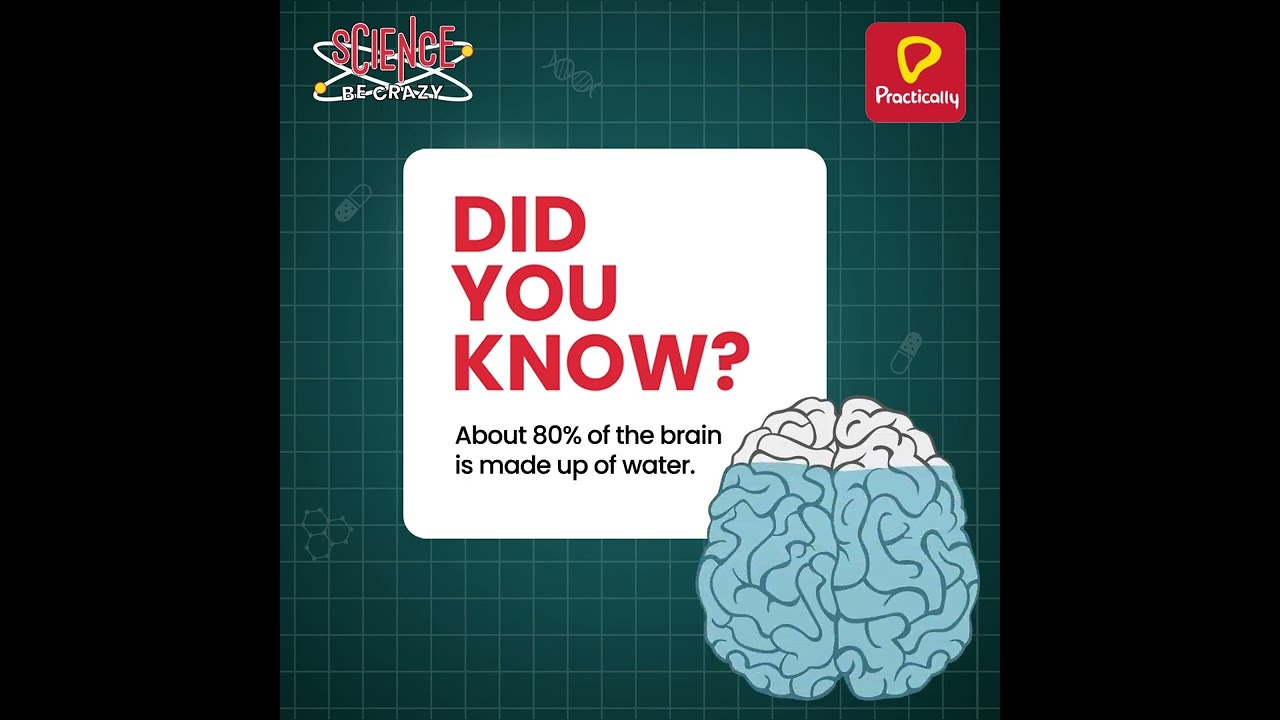 Fascinating Fact About The Human Brain Science Be Crazy