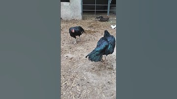 You never seen Aseel fighting on YouTube👑🦅🔥😵 #aseel#aseelmurga#murga#pets#malik#birds#aseelfighting