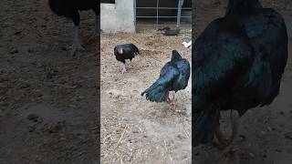 Download Lagu You never seen Aseel fighting on YouTube👑🦅🔥😵 #aseel#aseelmurga#murga#pets#malik#birds#aseelfighting MP3 Download Lagu You never seen Aseel fighting on YouTube👑🦅🔥😵 #aseel#aseelmurga#murga#pets#malik#birds#aseelfighting MP3