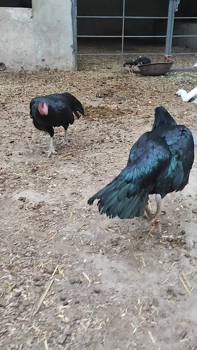 You never seen Aseel fighting on YouTube👑🦅🔥😵 #aseel#aseelmurga#murga#pets#malik#birds#aseelfighting