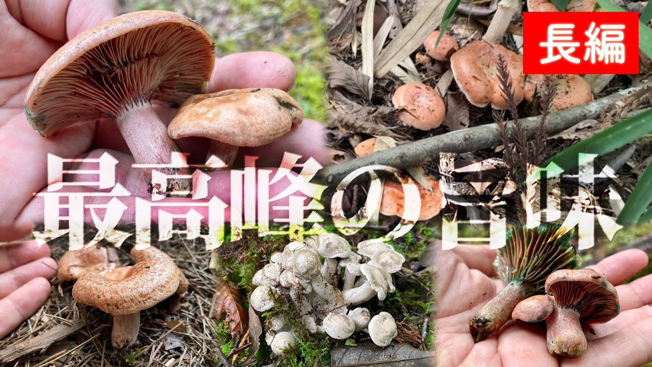 【ハツタケ】それは千葉県民に国民栄誉賞を授けるべき美味さ【長編キノコ狩り動画】