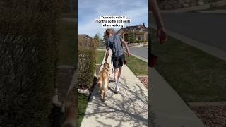 Loving Our Hands Free Dog Leash From . Great Quality Too.