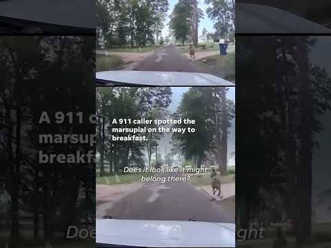 Kangaroo leads Texas police on hop-speed chase #Shorts