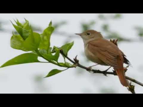 Video: Ku bëjnë folenë e mallarve?