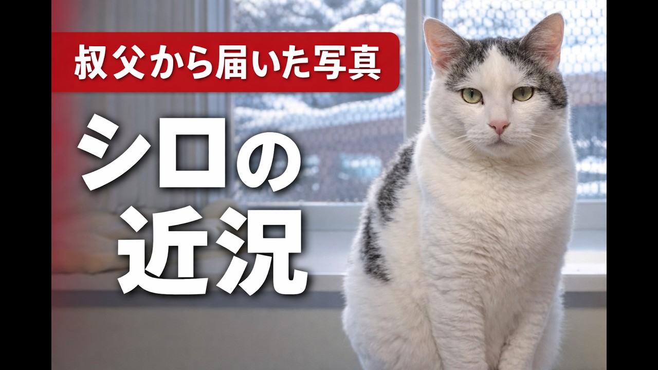 【シロの近況】叔父が送ってくれた写真をスライドショーに【オリジナルBGM】