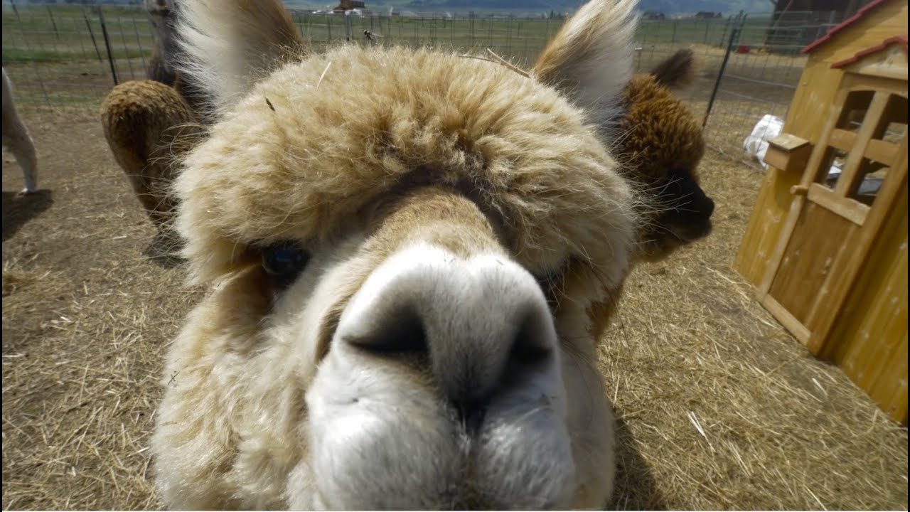 Alpaca Shearing In Paradise Valley Montana Getting the wool off (not