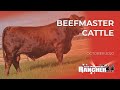 The American Rancher | Beefmaster 2020