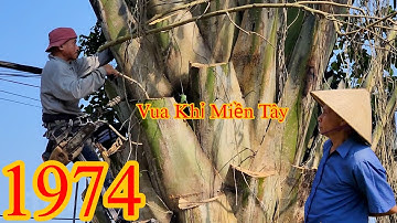 Lần đầu tiên Vua Khỉ leo cưa cây Buông lớn ở Đồng Nai Cutting tree