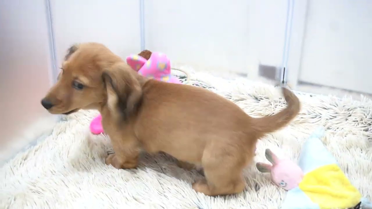 カニンヘンダックスフンド2月1日生まれレッド男の子 - YouTube