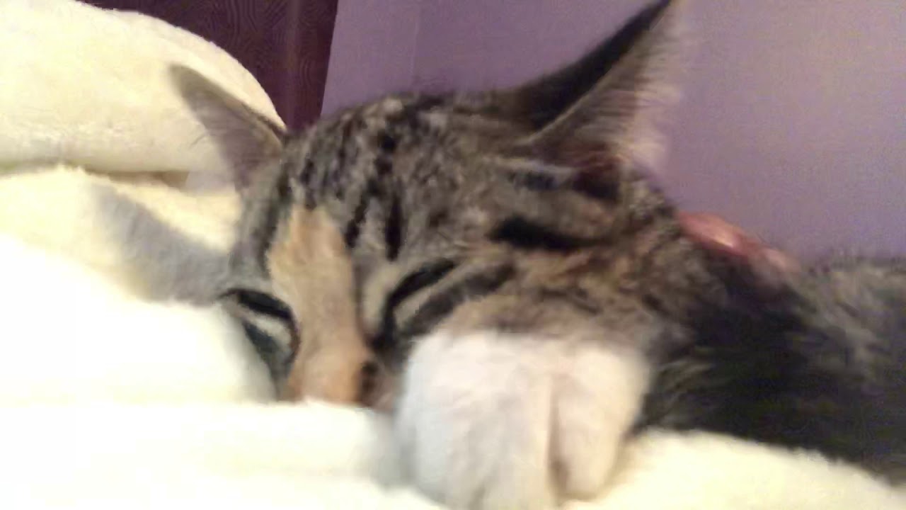 Stormi purring like a motorcycle