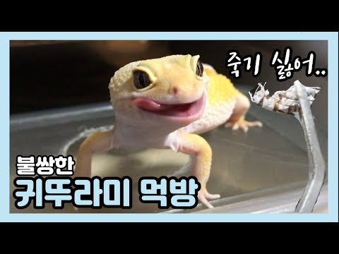 도마뱀들 귀뚜라미 바삭바삭 먹방! 벌레가 불쌍해 보일수 있음 [집돌이]