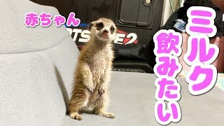 ミーアキャットの赤ちゃん誕生！！ミルクを飲んだらちゃんとゲップできるかな？
